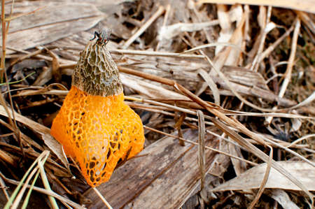 Common stinkhorn fungus in the forestの写真素材