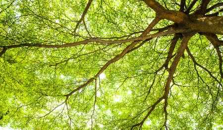 picture under the tree with spread branch and green leavesの写真素材