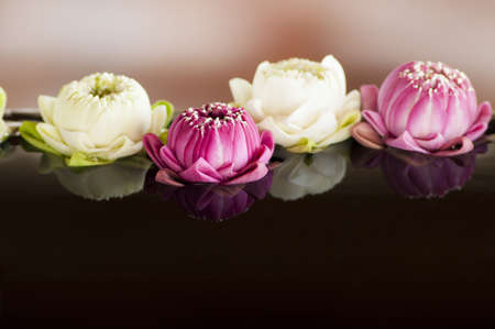 group of pink and white lotus decoration, selective focusの写真素材