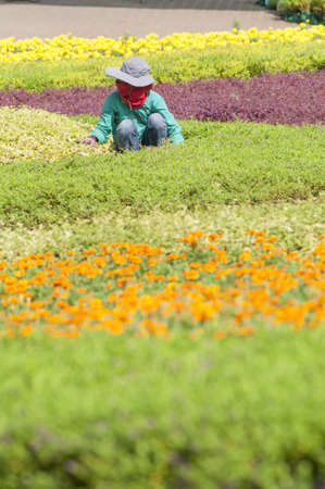 Worker trimming flower in the garden, with sun protected dressの写真素材