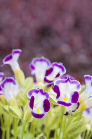 Close up view small purple with yellow flower, Wishbone flower, Bluewings, Torenia, Torenia fournieri Lindl  ex Fourn の写真素材