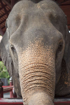 head of asian elephant on white backgroundの写真素材