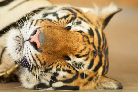 Close-up of a Sleeping Tigers face.の写真素材