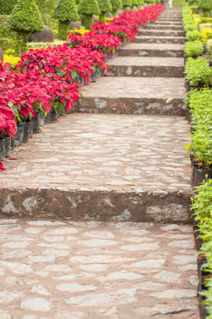 stone stairs landscaping in poinsettia gardenの写真素材