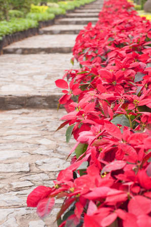 stone stairs landscaping in poinsettia gardenの写真素材