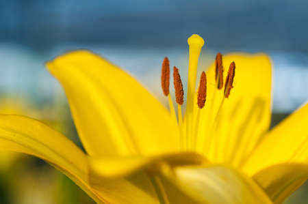 Closeup image of pollen on lily stamensの写真素材
