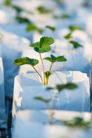 Strawberry sprout in white plastic bagの写真素材