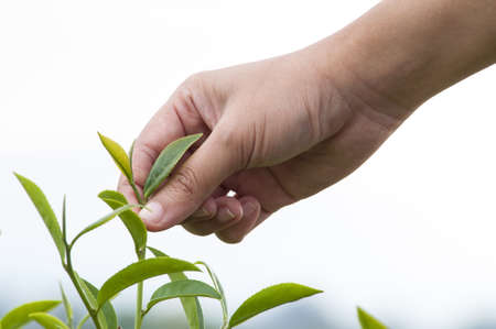 Woman hand picking tea leaf on white backgroundの写真素材