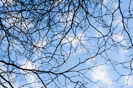 Naked branches of a tree against the blue sky and fluffy cloudの写真素材