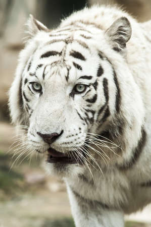 White tigerの写真素材