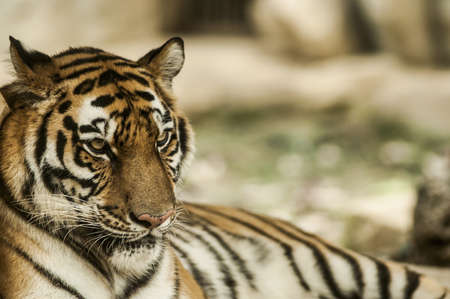 Calming Tiger, portrait of a bengal tiger.の写真素材