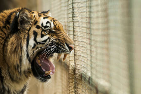Angry tiger in the cageの写真素材