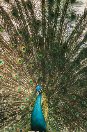 Portrait of beautiful peacock with feathers outの写真素材