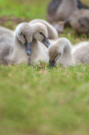 Family of young swansの写真素材