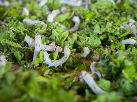 silk worm larva