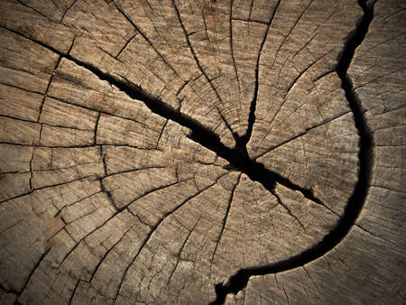 Texture of tree stumpの写真素材