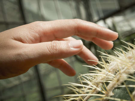 Hand on cactus thornの写真素材