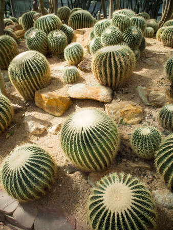 Cactus gardenの写真素材