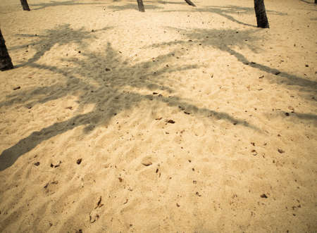Coconut tree shadow on sand beach in hot summerの写真素材