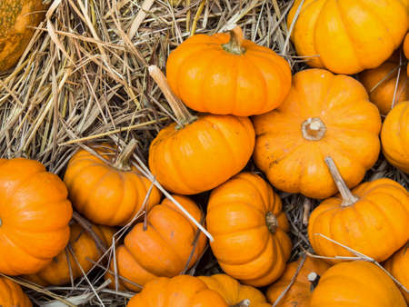 Thanksgiving pumpkins on hays autumn backgroundの写真素材