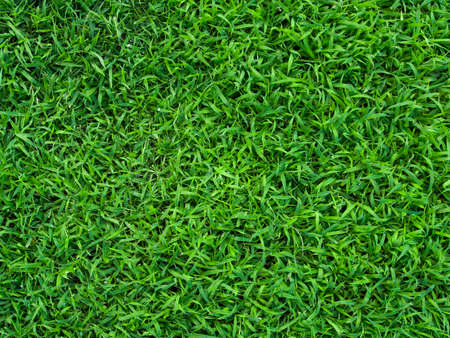 Green grass with little water drops