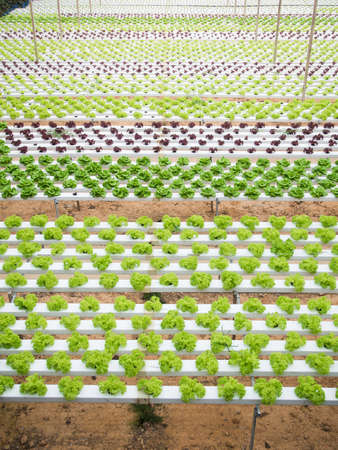 Hydroponic vegetables growing in greenhouse.