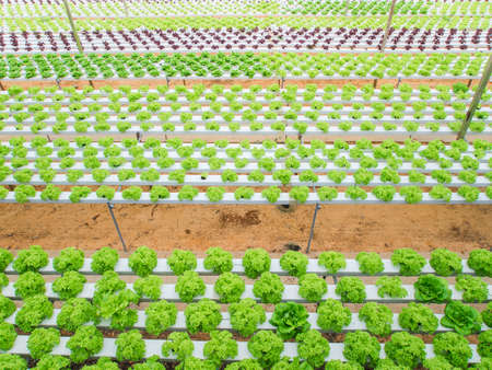 Hydroponic vegetables growing in greenhouse.