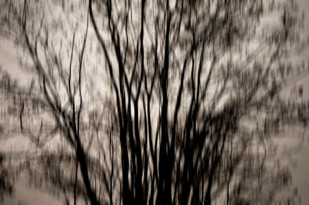 Abstract dark forest in motion blur