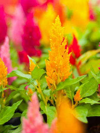Bright Cockscomb Flowers or Chinese Wool Flower
