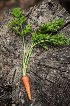 Baby carrot on old wood backgroundの写真素材