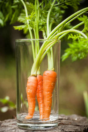 Fresh baby carrot with green leaves in the glass.の写真素材