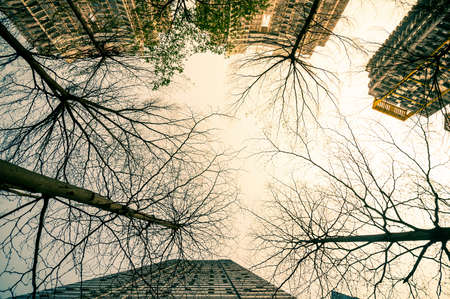 Skyscraper building with tree branch in fall season on foreground. Filtered process.の写真素材