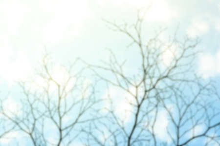 Blur background of dry tree branch silhouette over blue sky background.の写真素材