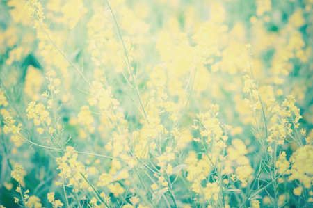 Blur background image of Spring background with beautiful yellow flowers. filtered process.の写真素材
