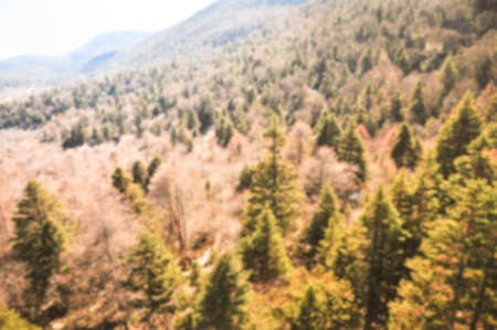 Blur background image of  Mountains with pine forest.の写真素材