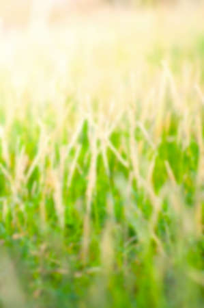 Blur background image of Grass flowerの写真素材