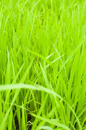Grean long leaves grass background