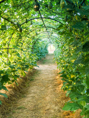 Green tunnel pergola with climbing plant fruitsの写真素材