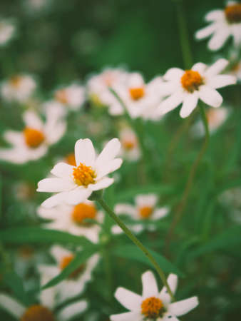 Grass flower little white Daisy, Vintage process filtered.の写真素材