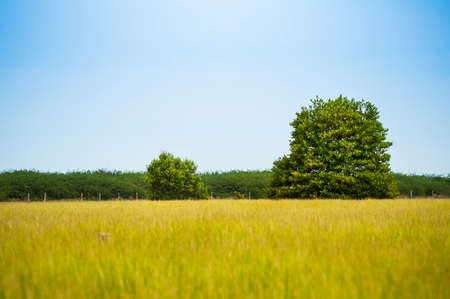 Gold rice field with treeの写真素材