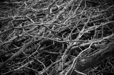 Dry thorn of die bush plantの写真素材