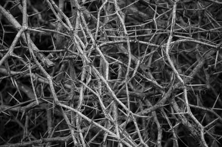 Dry thorn of die bush plantの写真素材