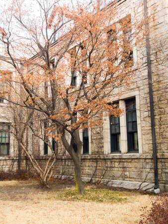Fall autumn tree with stone wall building on backgroundのeditorial素材