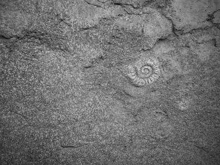Ammonites fossil in stone surface.の写真素材