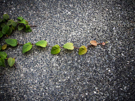 Green Climbing plant on wallの写真素材