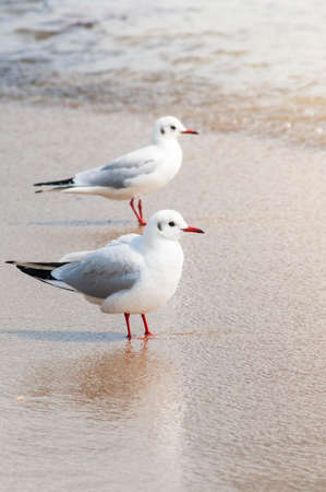 Seagulls standing on sand beach.の写真素材