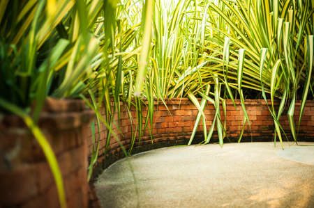 Tropical garden with exotic plants.の写真素材