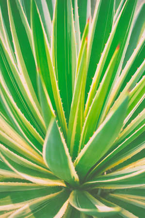 Close up succulent cactus plant. Retro image processed.の写真素材