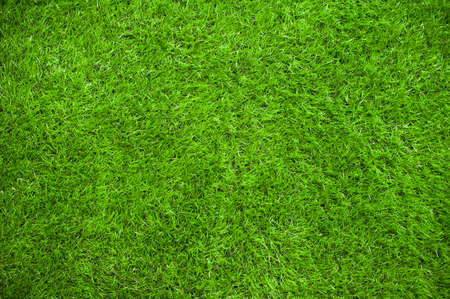 Green grass background Green grass background