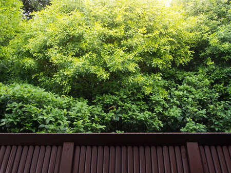 Green summer tree with wood fence gardenの写真素材